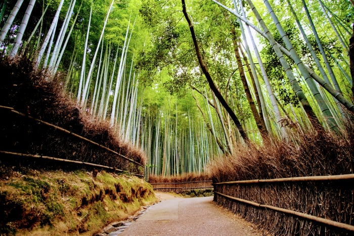 SwimTravel_DreamDestinations_Arashiyama_1